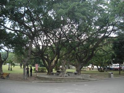 tree01.jpg